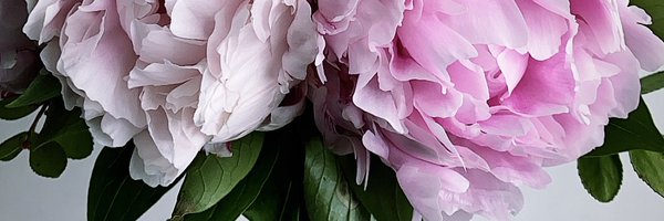 lcadili Profile Banner