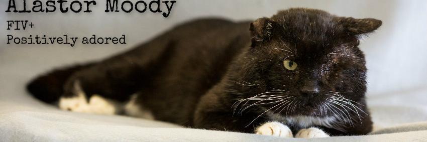 PositivelyAdopt's profile banner image