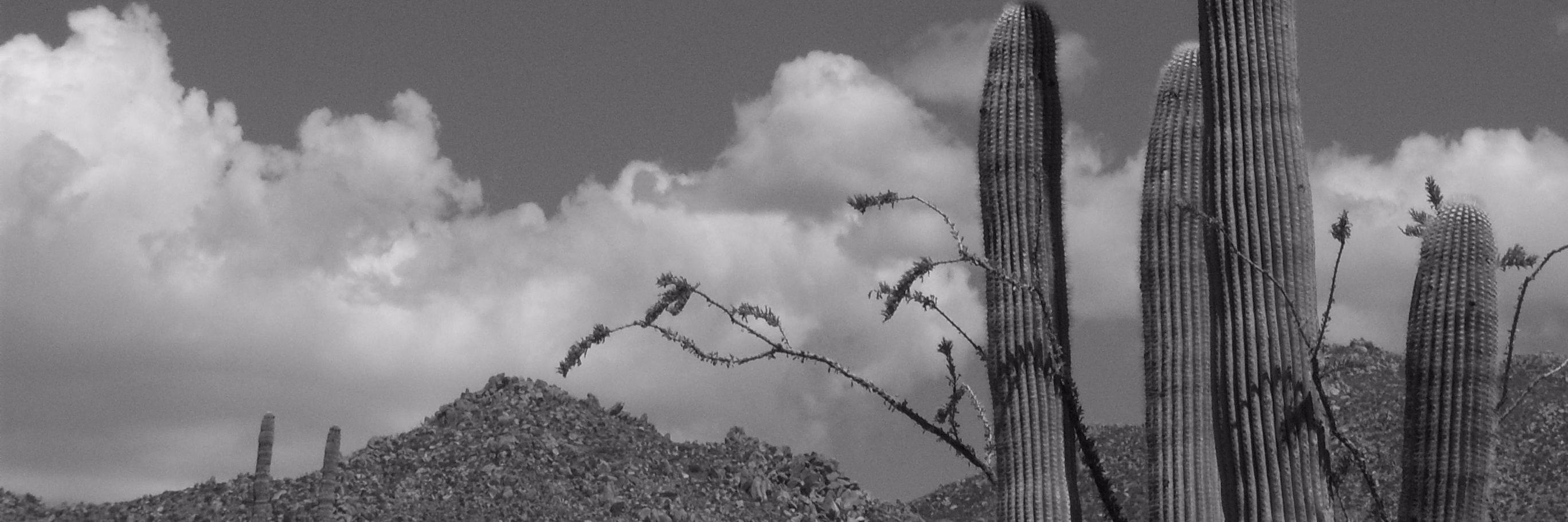 Ecophysiologist's profile banner image
