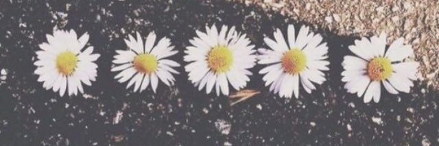 tjlovescoco's profile banner image