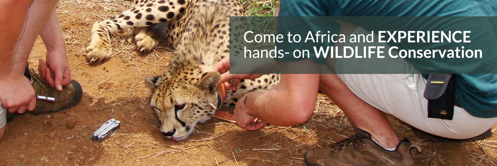 awvolunteer's profile banner image