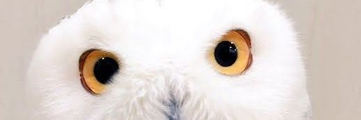 ふくろうの集うカフェQuill @中崎町🦉 banner