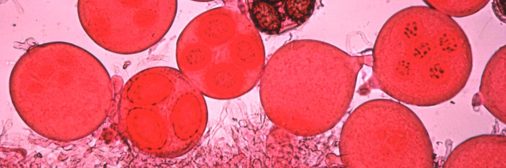 CABI_Microbe's profile banner image