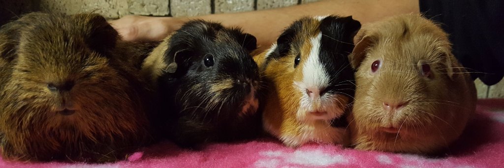 cavy_sanctuary's profile banner image