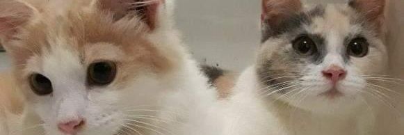 puyef12's profile banner image