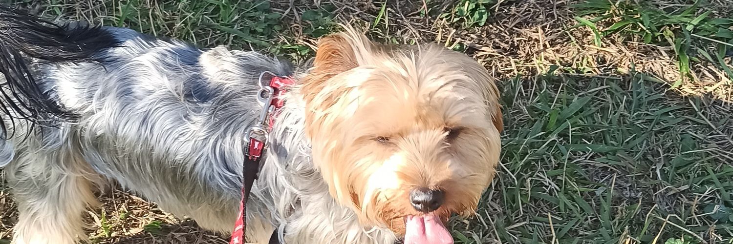 angelamedy's profile banner image