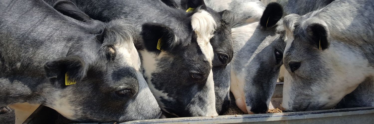 Stuart Kirwan banner