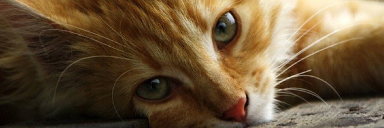 Optimizus's profile banner image