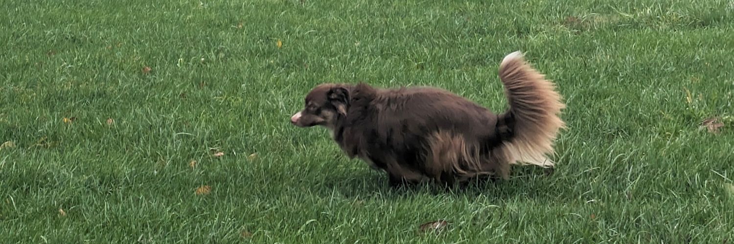 ShortboxMatty banner