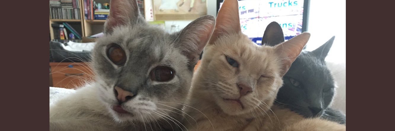 iamrebicat's profile banner image