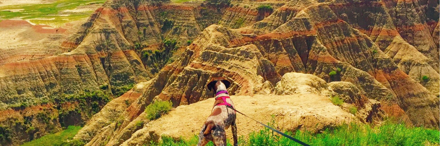 Dixie_Pup's profile banner image