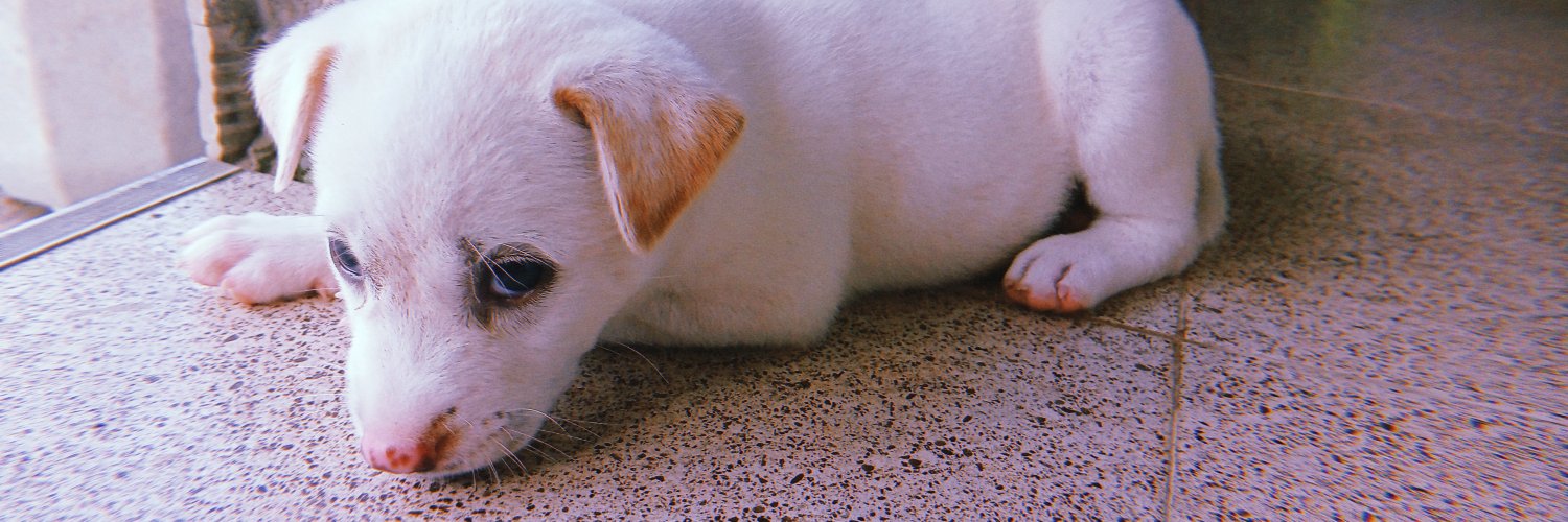 shimeyow's profile banner image