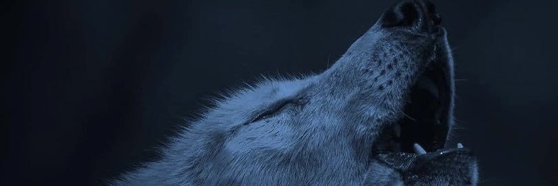 Zoltan 🐺 banner