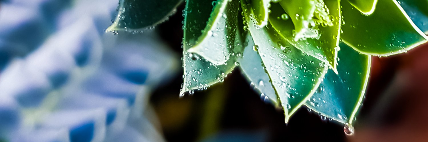 Loïc Mercier des Rochettes banner