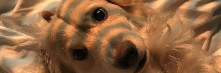 _ambermurrayy's profile banner image