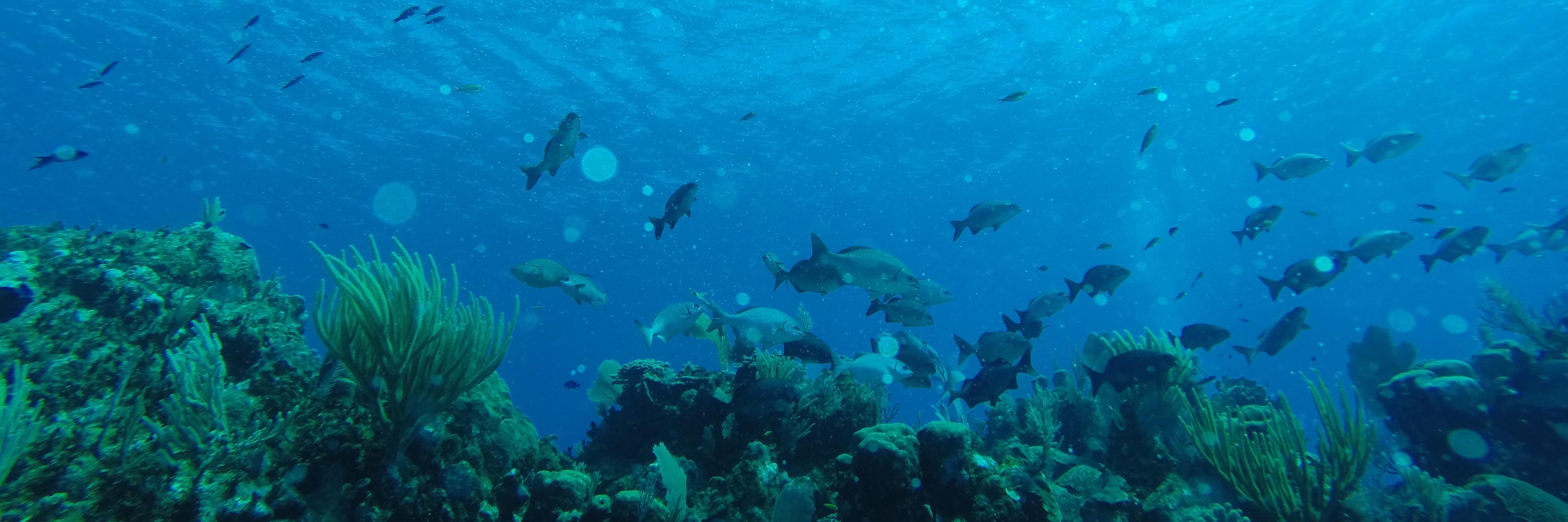 Lynn Waterhouse banner