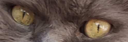 🅼🅸🆂🅸🅵🆄🐦's banner