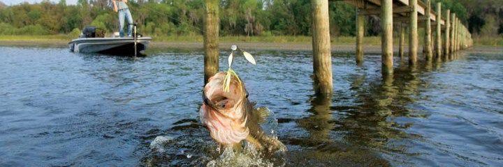 Because We Fish 🎣 banner