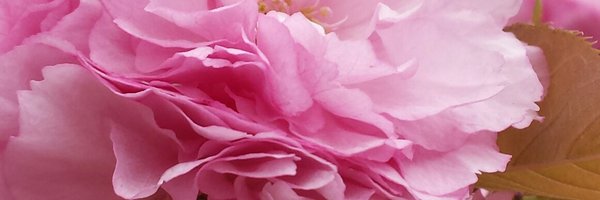 curley4ed Profile Banner