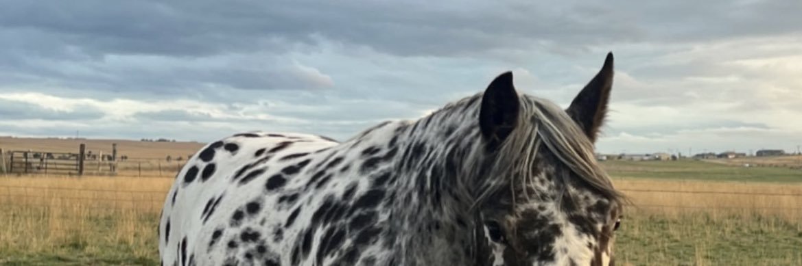 lilwildgal's profile banner image