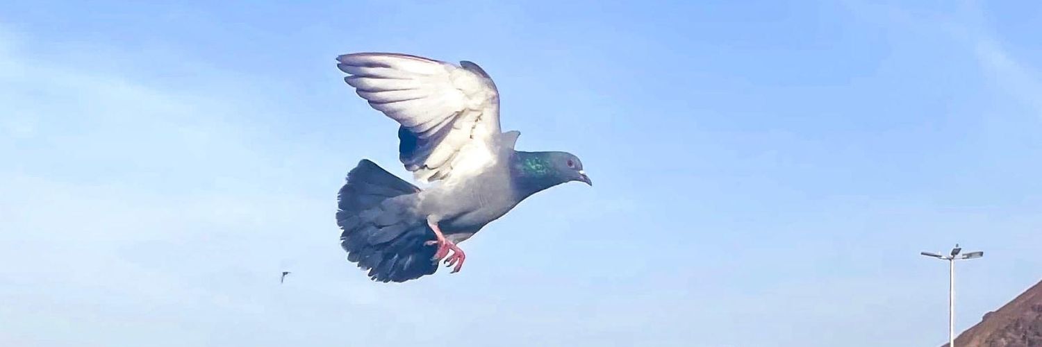 bodourelserity's profile banner image