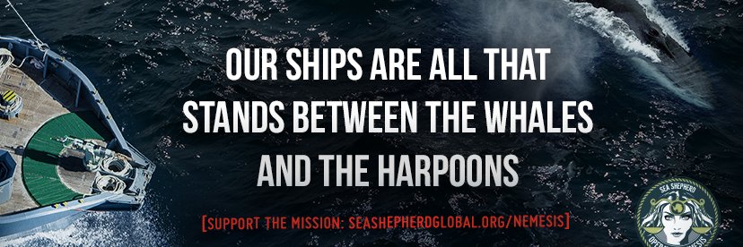 SeaShepherdSyd's profile banner image