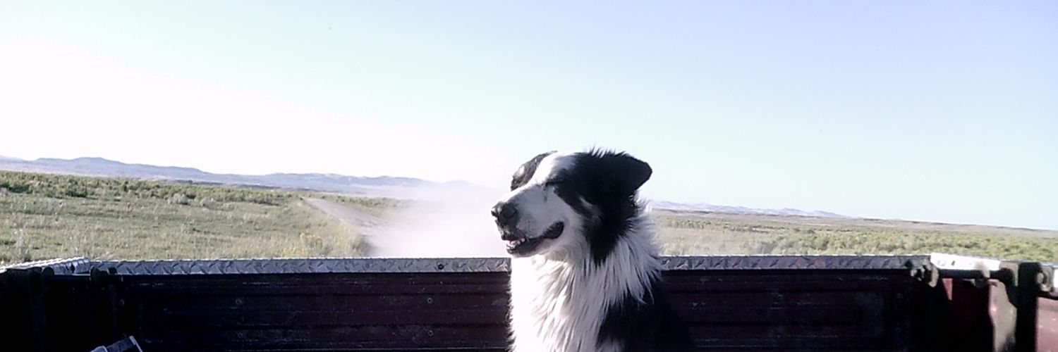boernydus's profile banner image