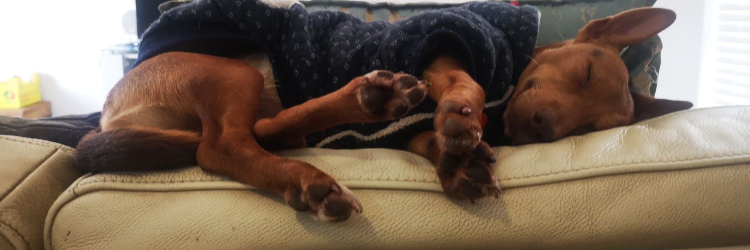 danithegiiirl's profile banner image