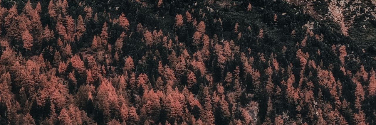 moved ➡️ pupbuck.bsky.social banner