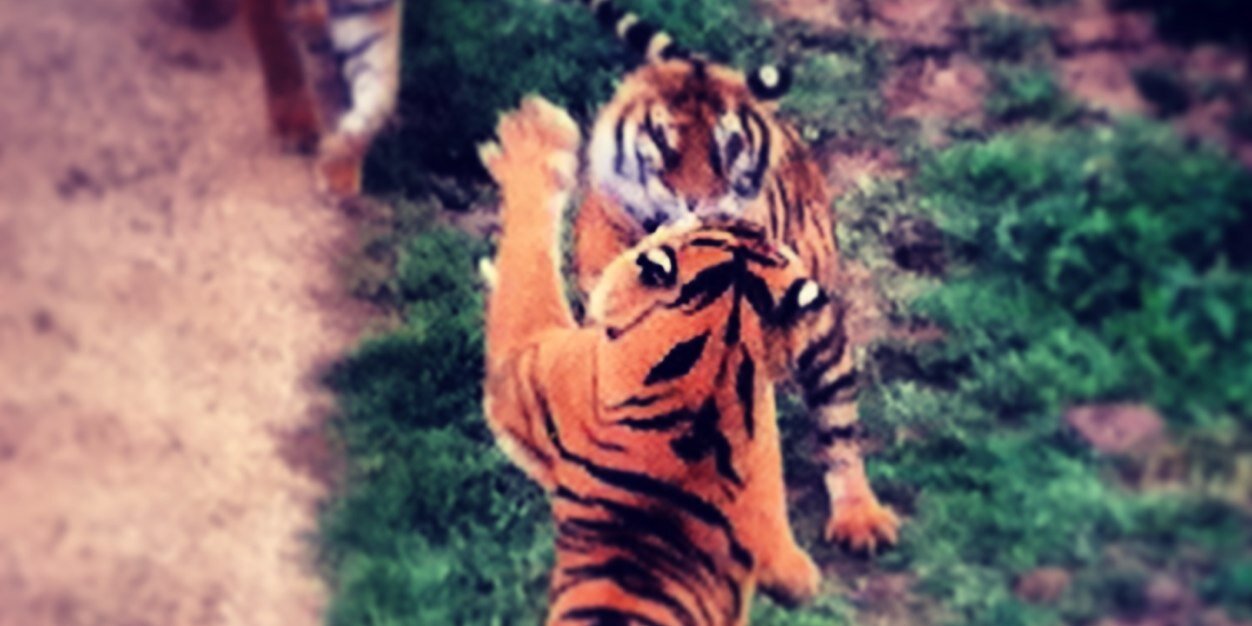 jgcaneoner's profile banner image