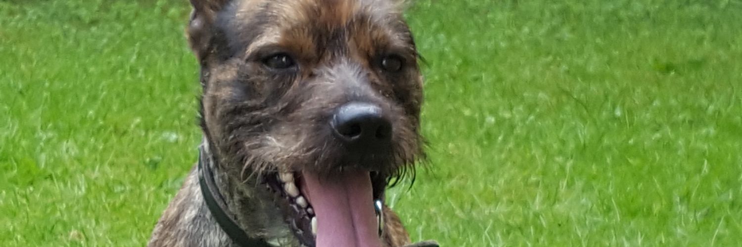 furryhog's profile banner image