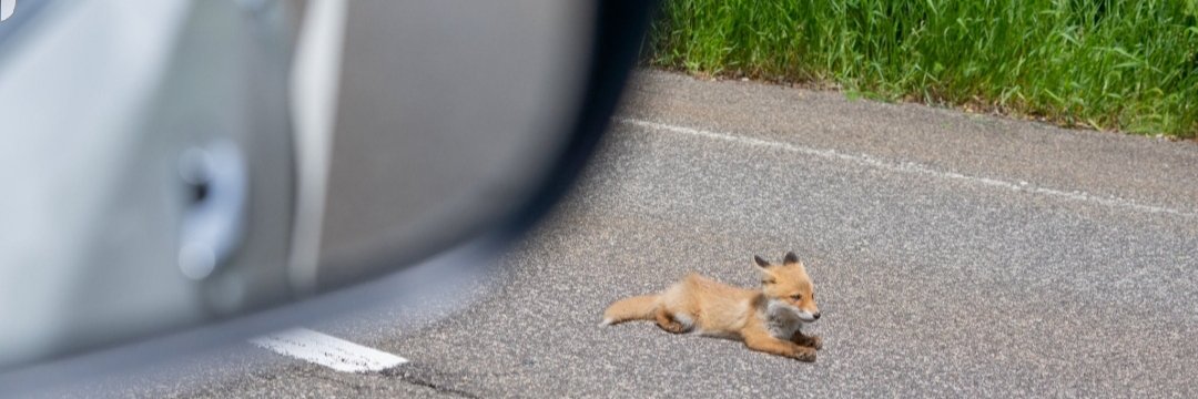 Doctor__Foxy's profile banner image