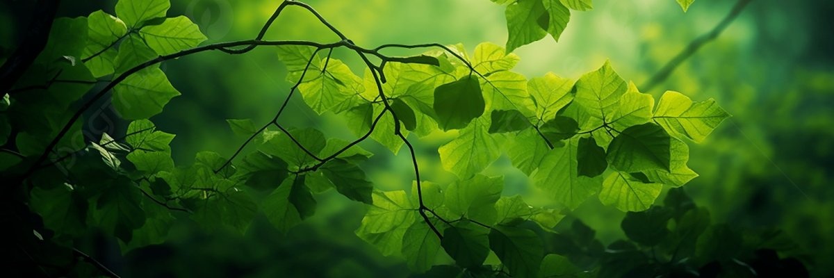 Green_Tea_313's profile banner image
