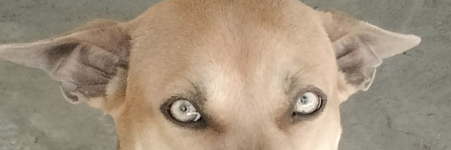 meteorjetz15's profile banner image