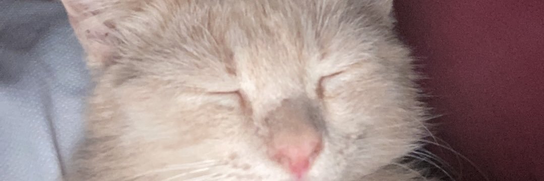 reindelll's profile banner image