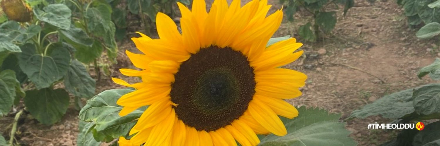 Mrs Wilkinson 💙💛 banner