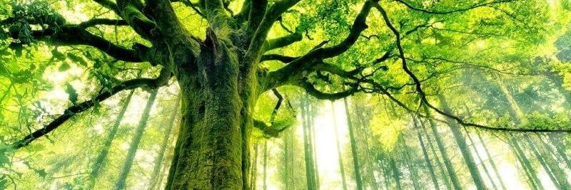 ForestsMIW's profile banner image
