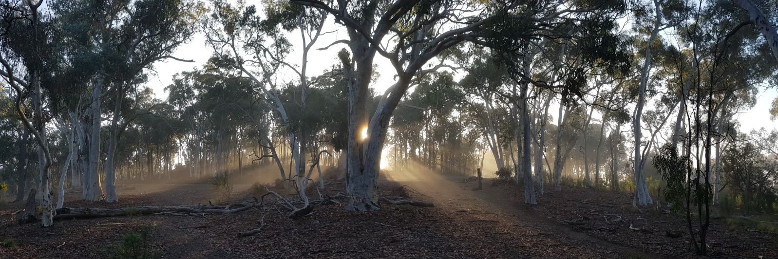 Dr Colleen MacMillan banner