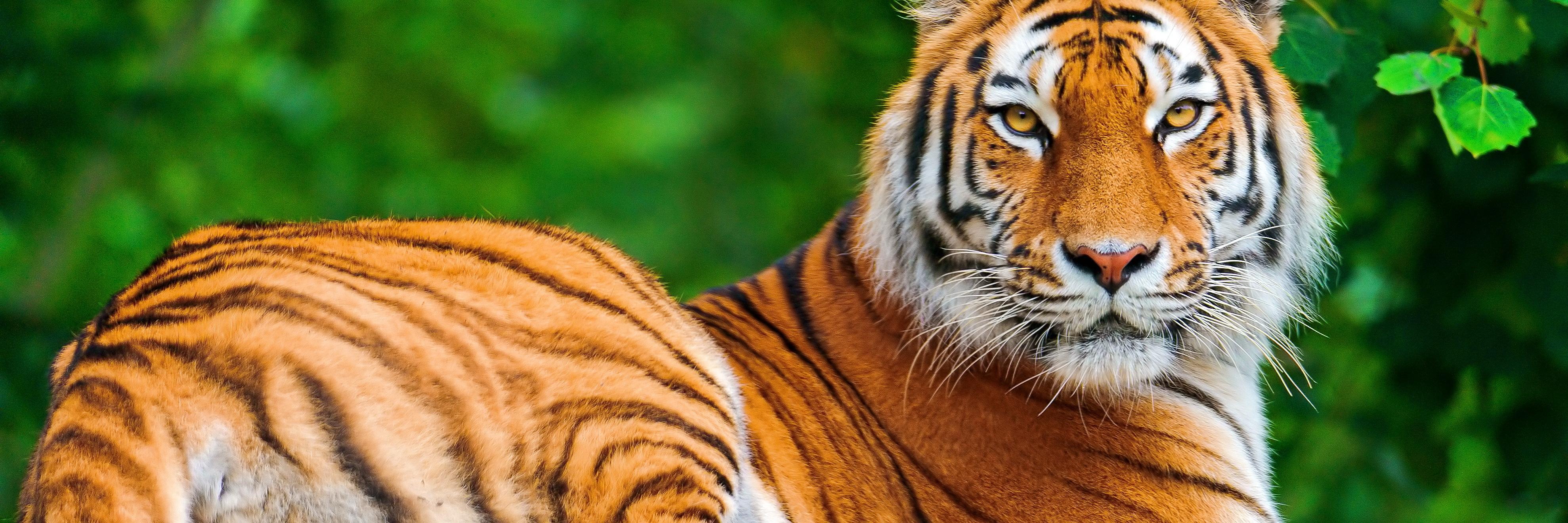 Gatito_Del_Amor's profile banner image