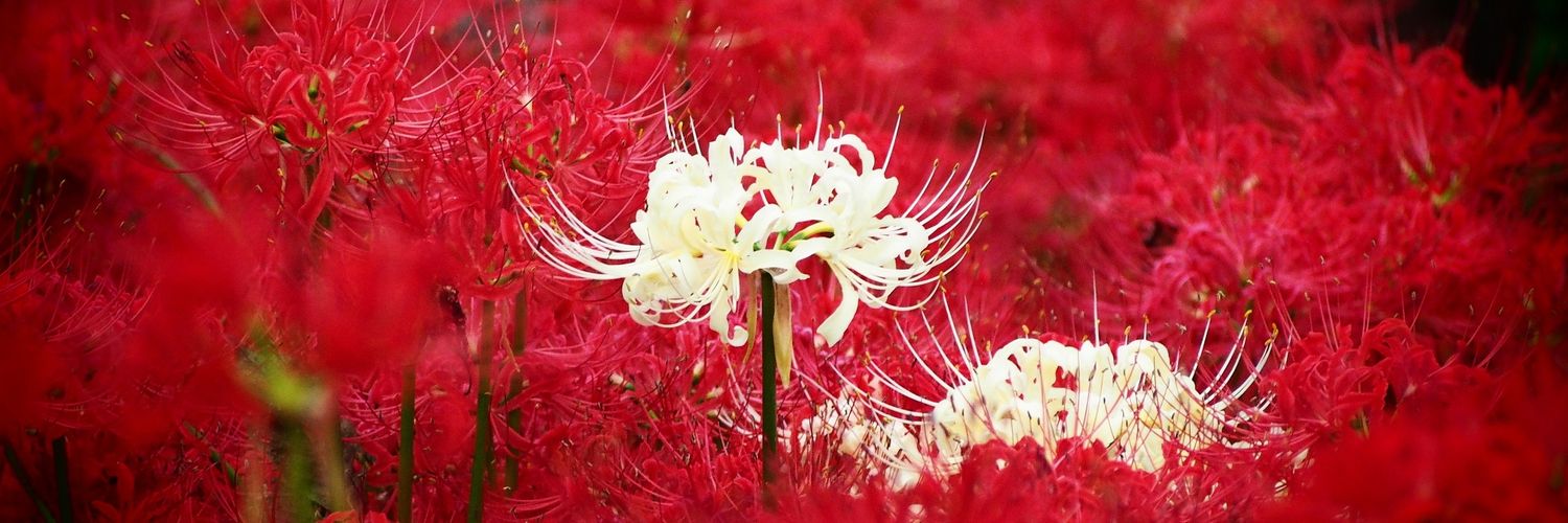 Utaru_rs's profile banner image