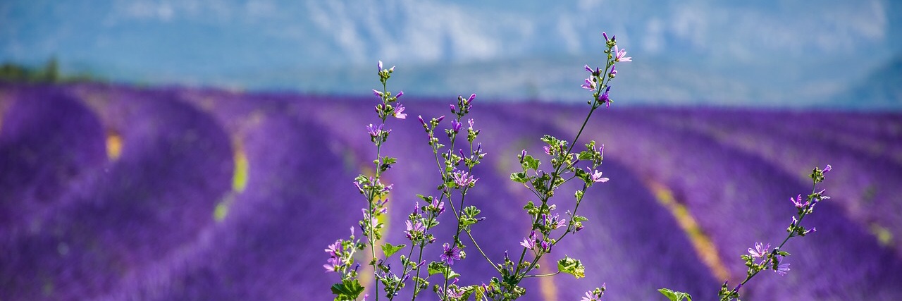 puypuy_1909's profile banner image