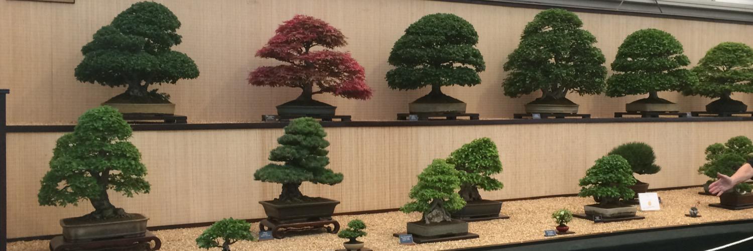 fobbsbonsai's profile banner image