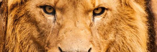 oORockstaarOo's profile banner image
