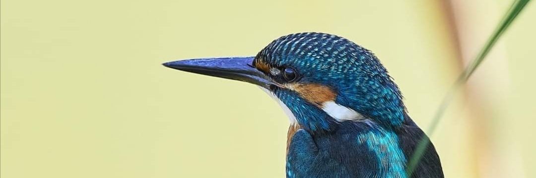 CorJacint's profile banner image