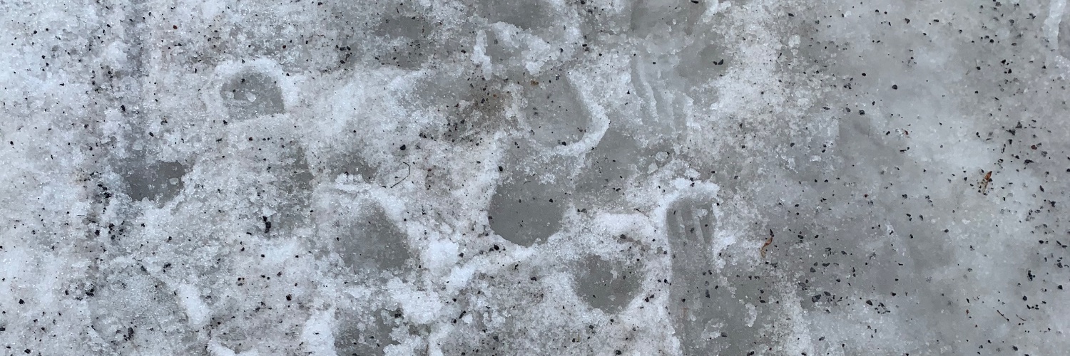 jvoizardm's profile banner image