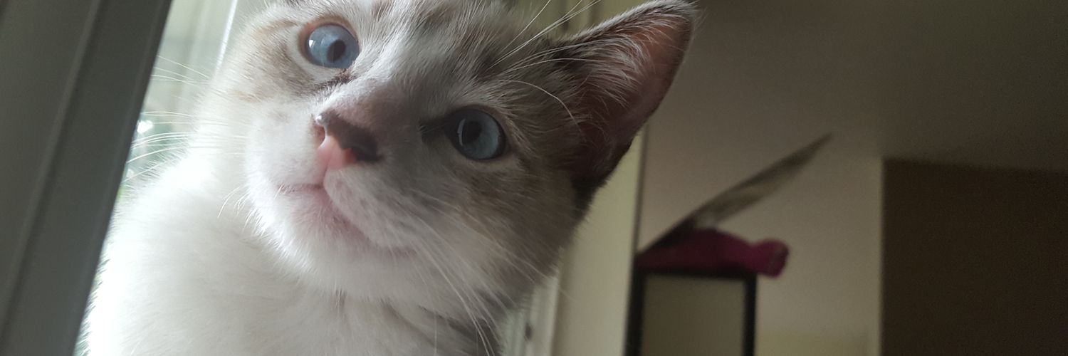 BigBossHigh's profile banner image