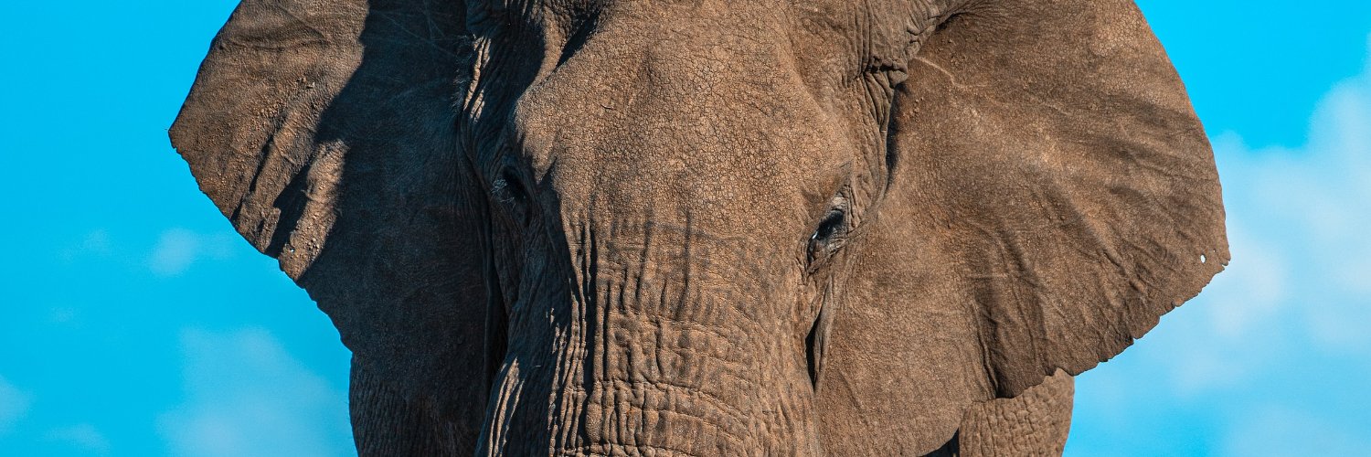 Maureen Allen banner