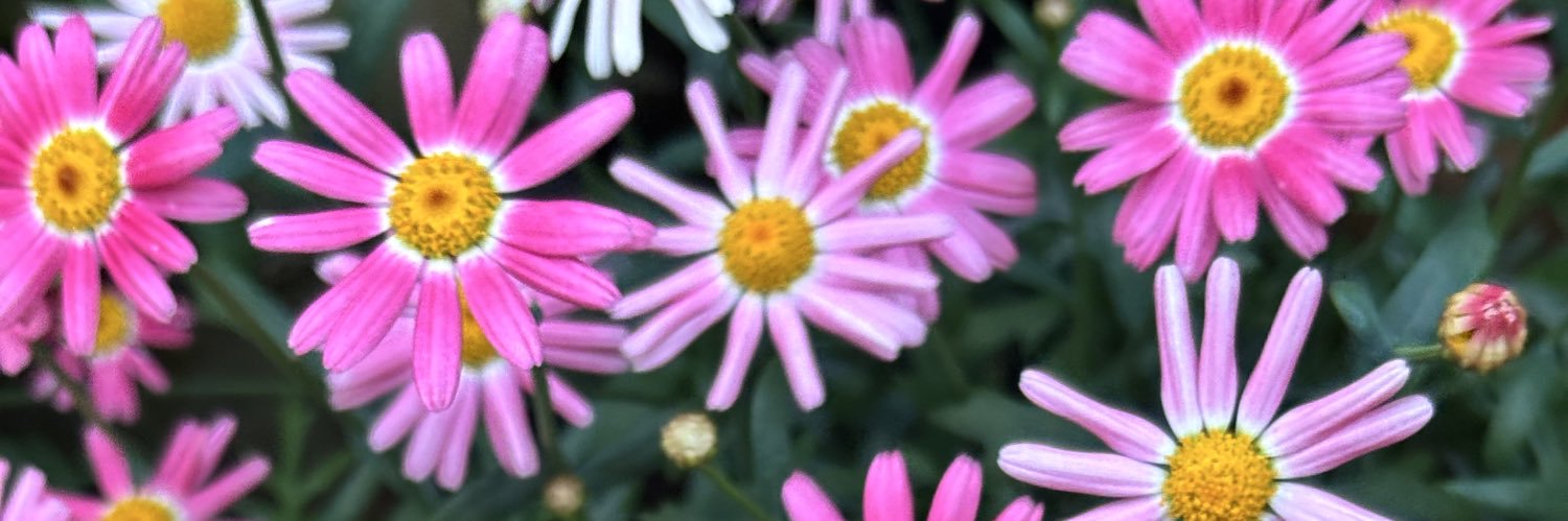 pokopeke_2's profile banner image