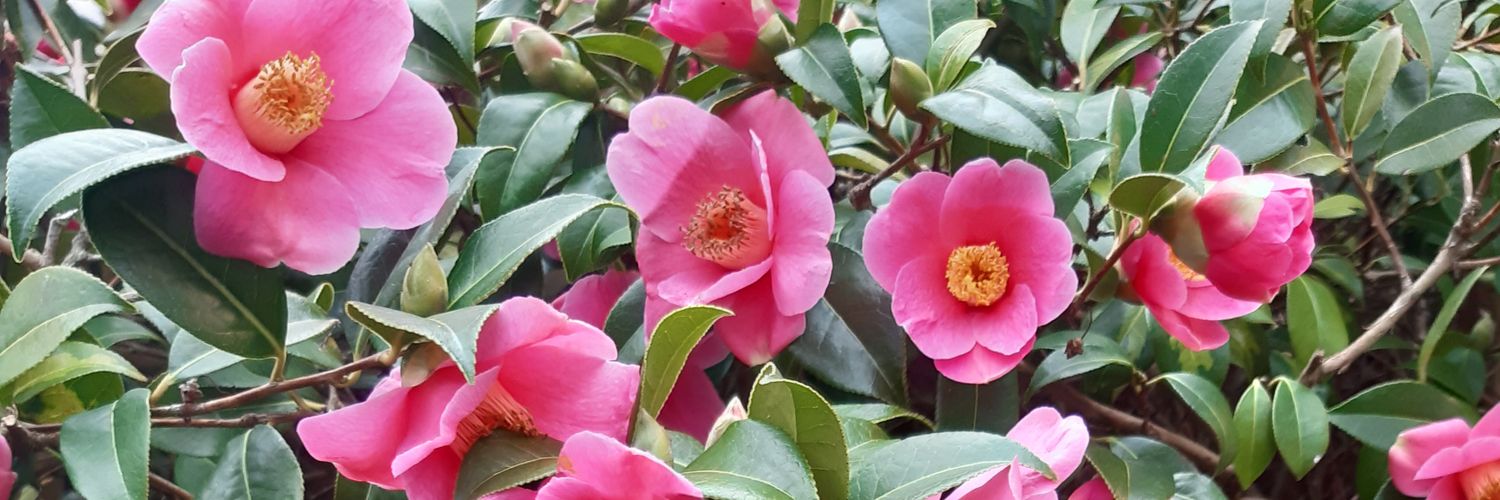 Jan-Her Grace The Duchess of Dischwater banner