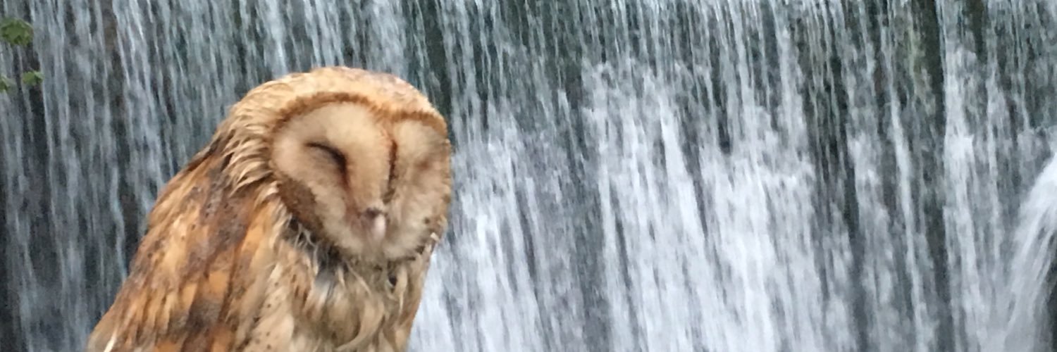 Pupsyandr's profile banner image